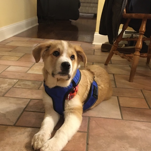 Meet your Posher, Donna - Picture 1 of 1